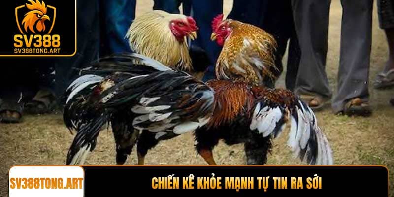 Chiến kê khỏe mạnh tự tin ra sới