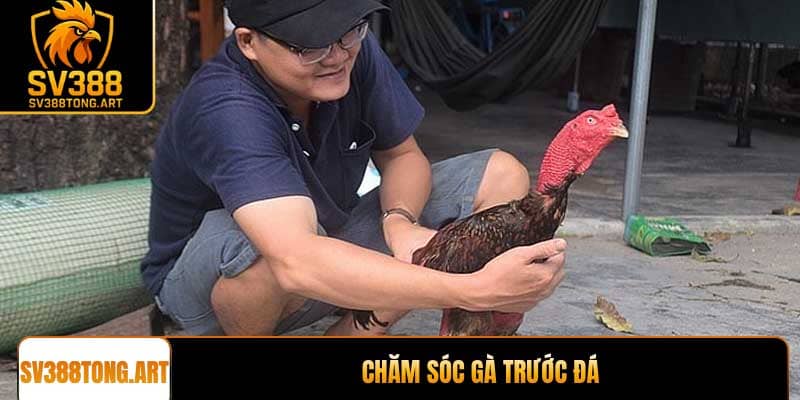Chăm sóc gà trước đá bí quyết giúp chiến kê bách thắng