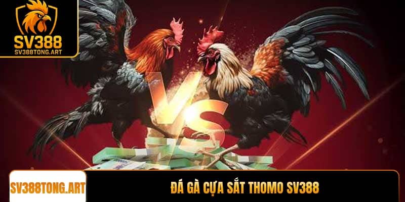Đá gà cựa sắt Thomo trải nghiệm đỉnh cao tại SV388