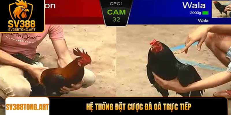 Hệ thống đặt cược đá gà trực tiếp