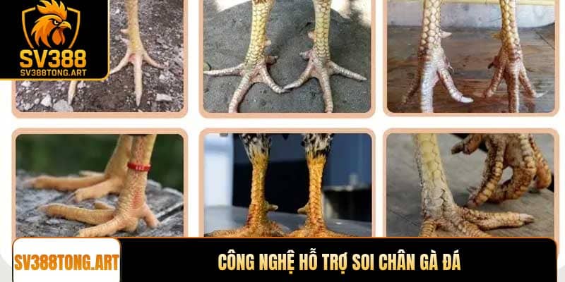 Công nghệ hỗ trợ soi chân gà đá