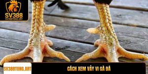 Cách Xem Vảy Vi Gà Đá: Phân Biệt Vảy Tốt Và Vảy Xấu