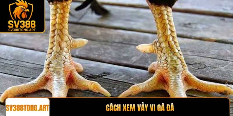 Cách Xem Vảy Vi Gà Đá: Phân Biệt Vảy Tốt Và Vảy Xấu