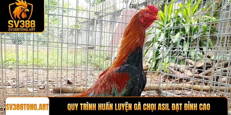 Quy trình huấn luyện Gà chọi Asil đạt đỉnh cao