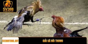 Giải gà nòi Thomo đỉnh cao đẳng cấp tại SV388
