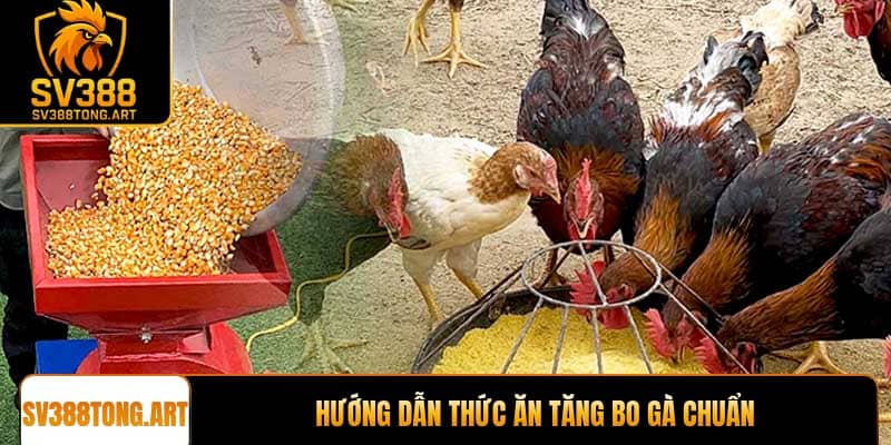 hướng dẫn thức ăn tăng bo gà chuẩn