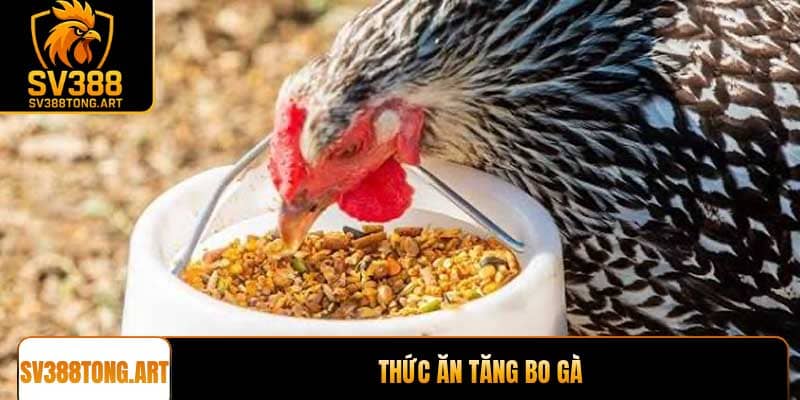 Thức ăn tăng bo gà chuẩn chuyên gia giúp chiến kê sung sức